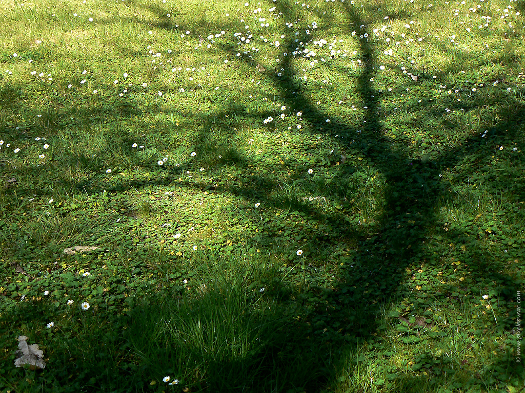 Résultat de recherche d'images pour "ombre sur herbe"